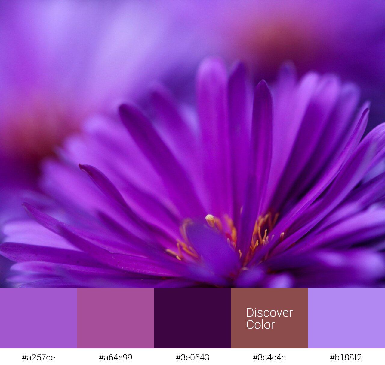 Фиолетовый цвет - фото и цвета на картинке